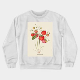 Strawberry Antique Botanical Illustration Crewneck Sweatshirt